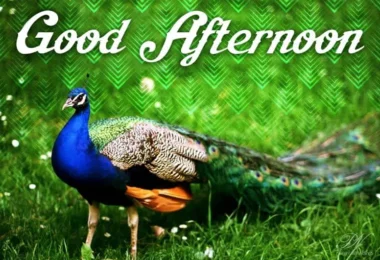 Good Afternoon Quotes & Wishes with Nature Themes
