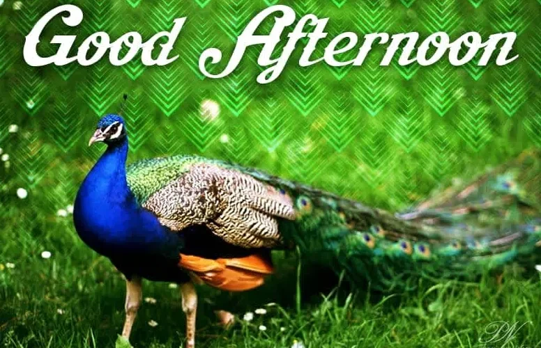 Good Afternoon Quotes & Wishes with Nature Themes