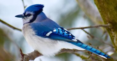 Blue Jay Spiritual Meaning: Signs of Confidence and Communication