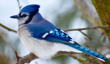 Blue Jay Spiritual Meaning: Signs of Confidence and Communication