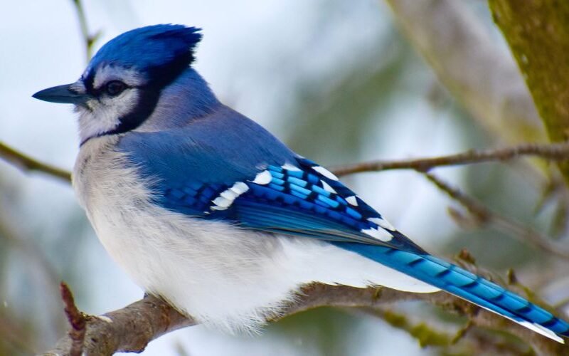 Blue Jay Spiritual Meaning: Signs of Confidence and Communication
