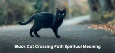 The Spiritual Meaning Behind a Black Cat Crossing Your Path