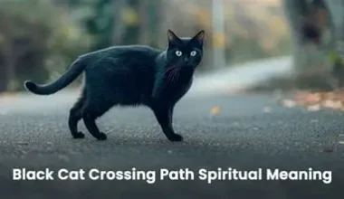 The Spiritual Meaning Behind a Black Cat Crossing Your Path