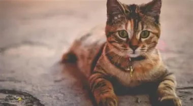 Spiritual Meaning of a Stray Cat Choosing Your Home