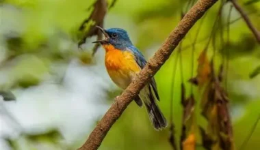 The Spiritual Meaning Of Hearing Birds Chirping In The Morning:All You Need To Know