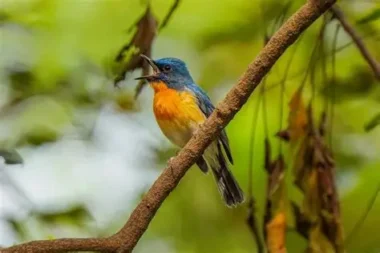 The Spiritual Meaning Of Hearing Birds Chirping In The Morning:All You Need To Know