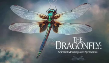 The Spiritual Meaning Behind a Dragonfly Following You