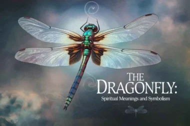 The Spiritual Meaning Behind a Dragonfly Following You