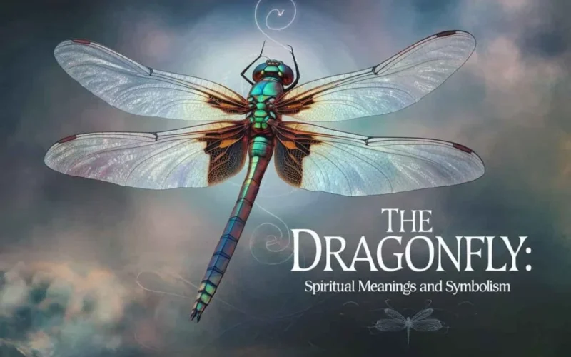 The Spiritual Meaning Behind a Dragonfly Following You