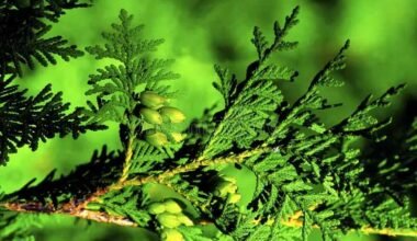 Spiritual Uses of Cedar Boughs: Cleansing, Protection & Ritual Guide