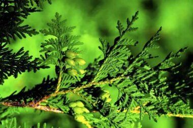 Spiritual Uses of Cedar Boughs: Cleansing, Protection & Ritual Guide