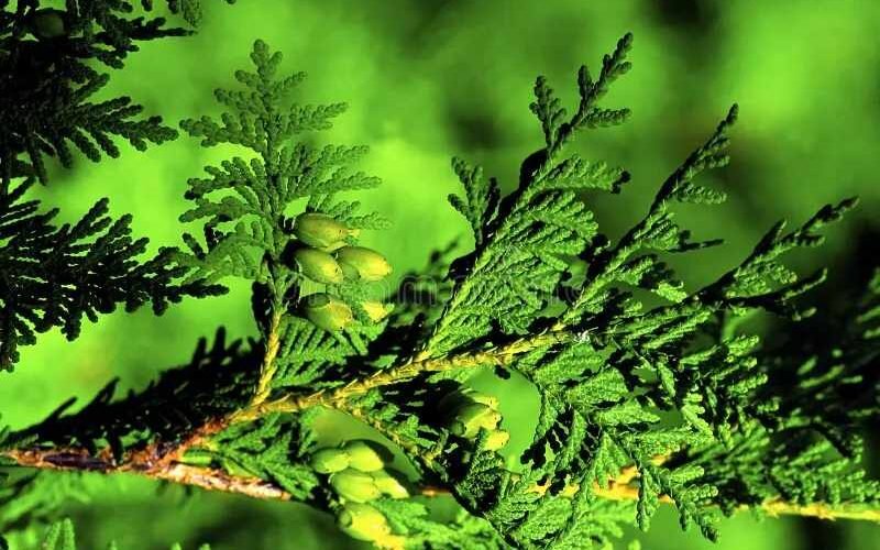 Spiritual Uses of Cedar Boughs: Cleansing, Protection & Ritual Guide
